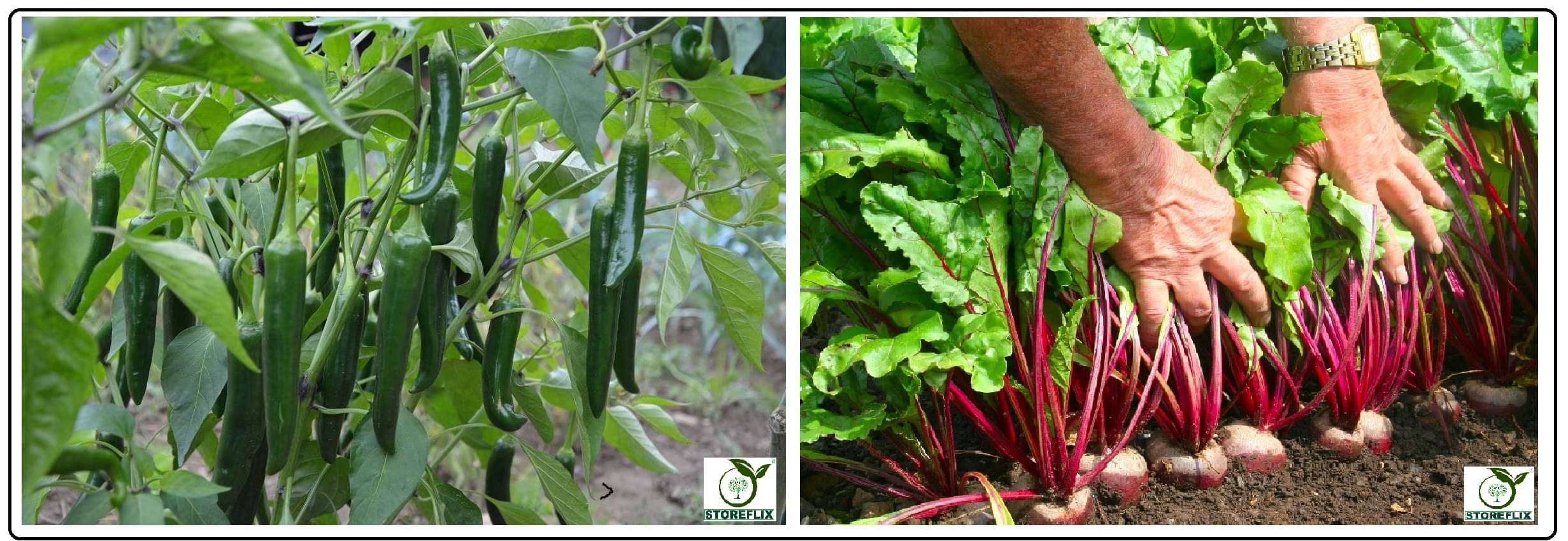     			green chilli 50 seeds and beetroot 100 seeds pack with user manual for home kitchen gradening use