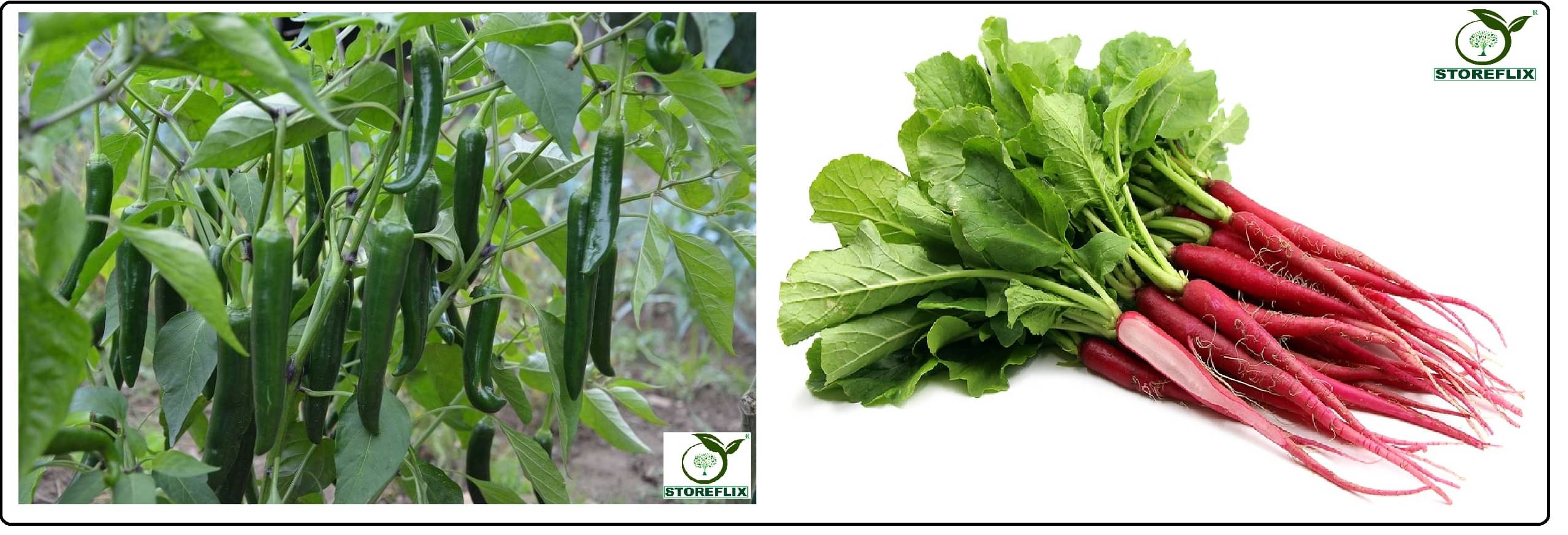     			green chilli 50 seeds and red radish (laal muli) 50 seeds pack with user manual for home kitchen gradening use