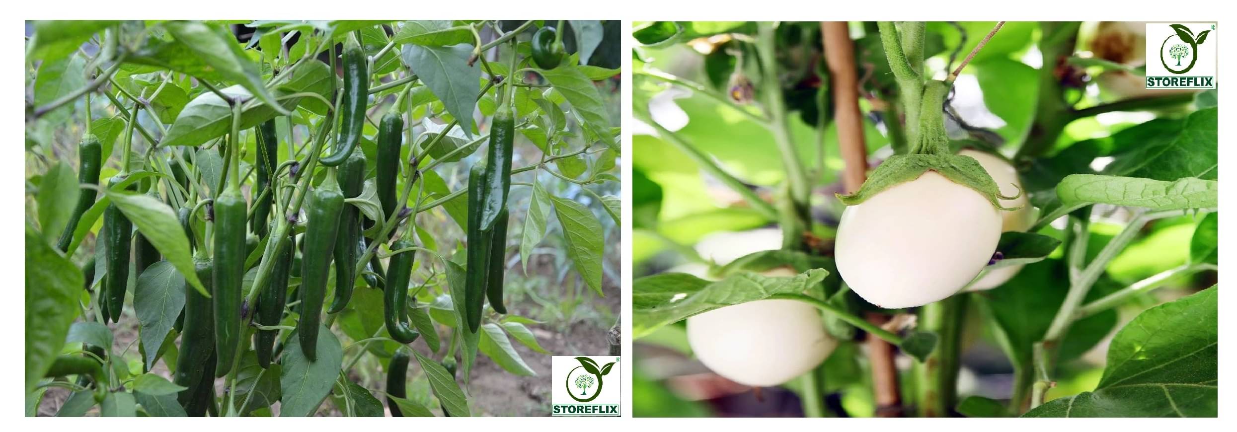     			green chilli 50 seeds and brinjal white round 100 seeds pack with user manual for home kitchen gradening use