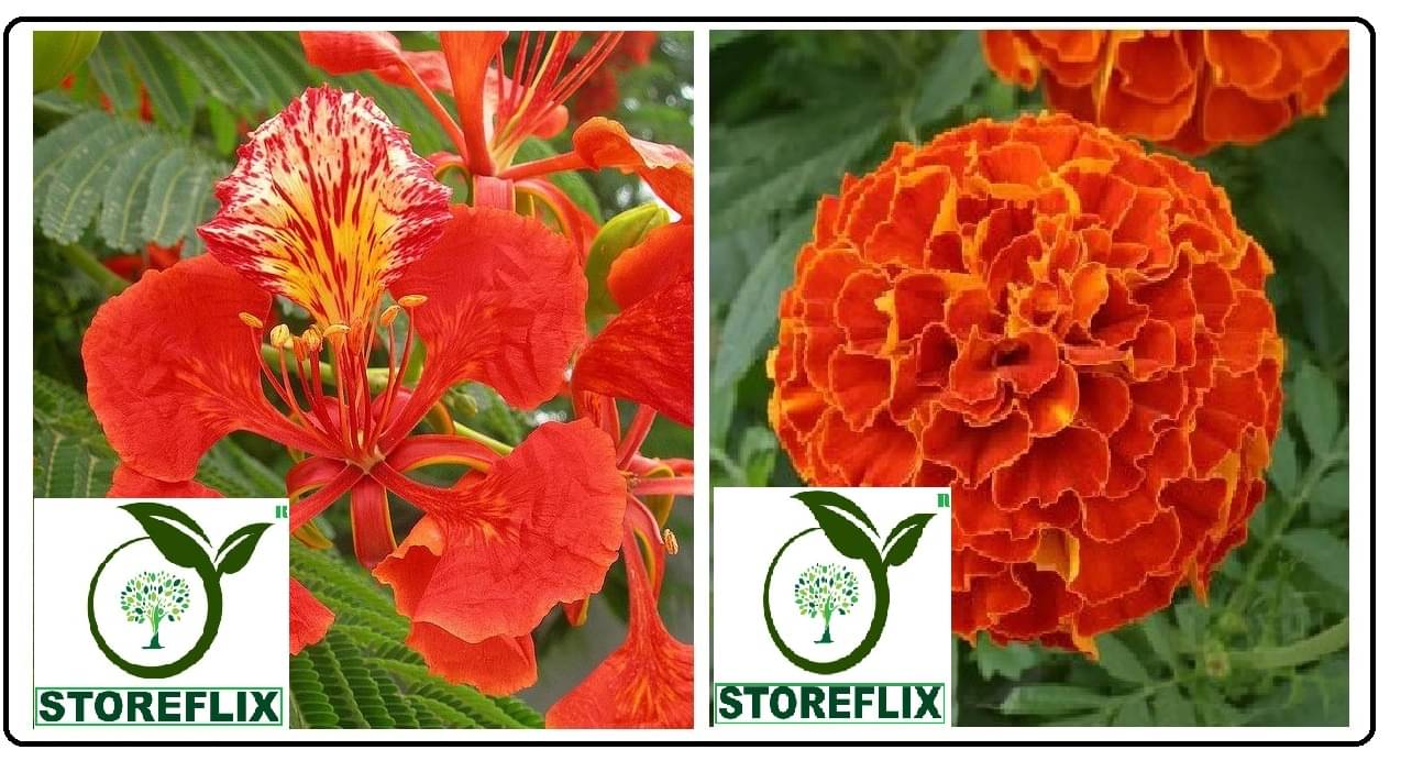     			gulmohar flower 10 seeds and red marigold flower 50 seeds pack with free cocopeat and user manual