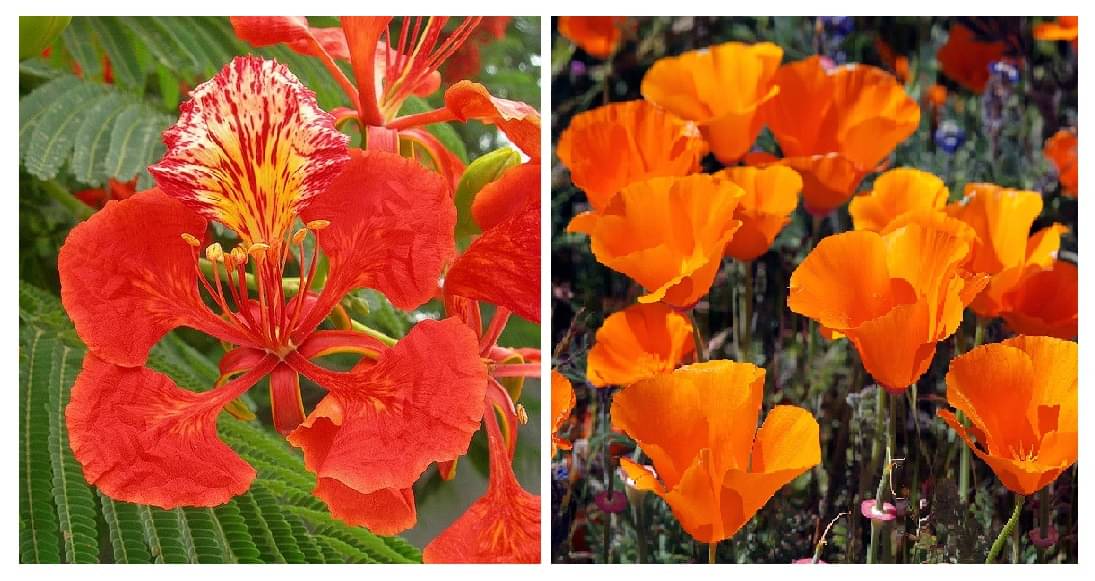     			gulmohar flower 10 seeds and poppy california flower 50 seeds pack with free cocopeat and user manual