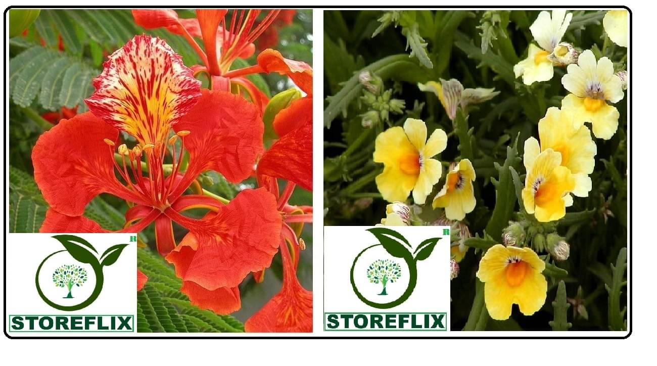     			gulmohar flower 10 seeds and nemesia flower 50 seeds pack with free cocopeat and user manual