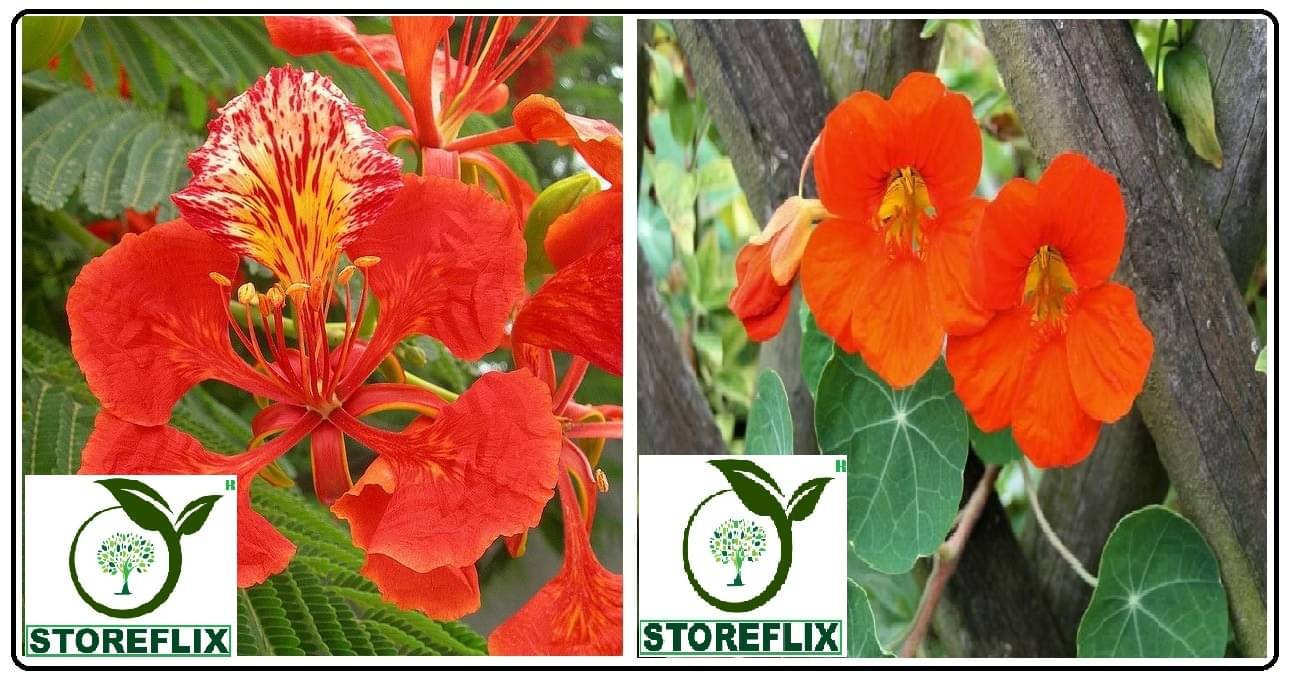     			gulmohar flower 10 seeds and nasturtium flower 10 seeds pack with free cocopeat and user manual