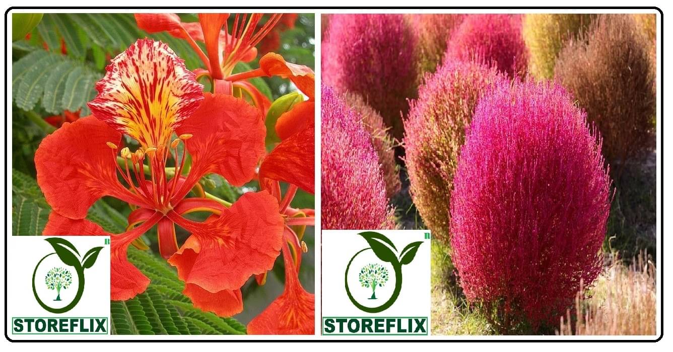gulmohar flower 10 seeds and kochia flower 50 seeds pack with free cocopeat and user manual gulmohar flower 10 seeds and kochia flower 50 seeds pack with free cocopeat and user manual