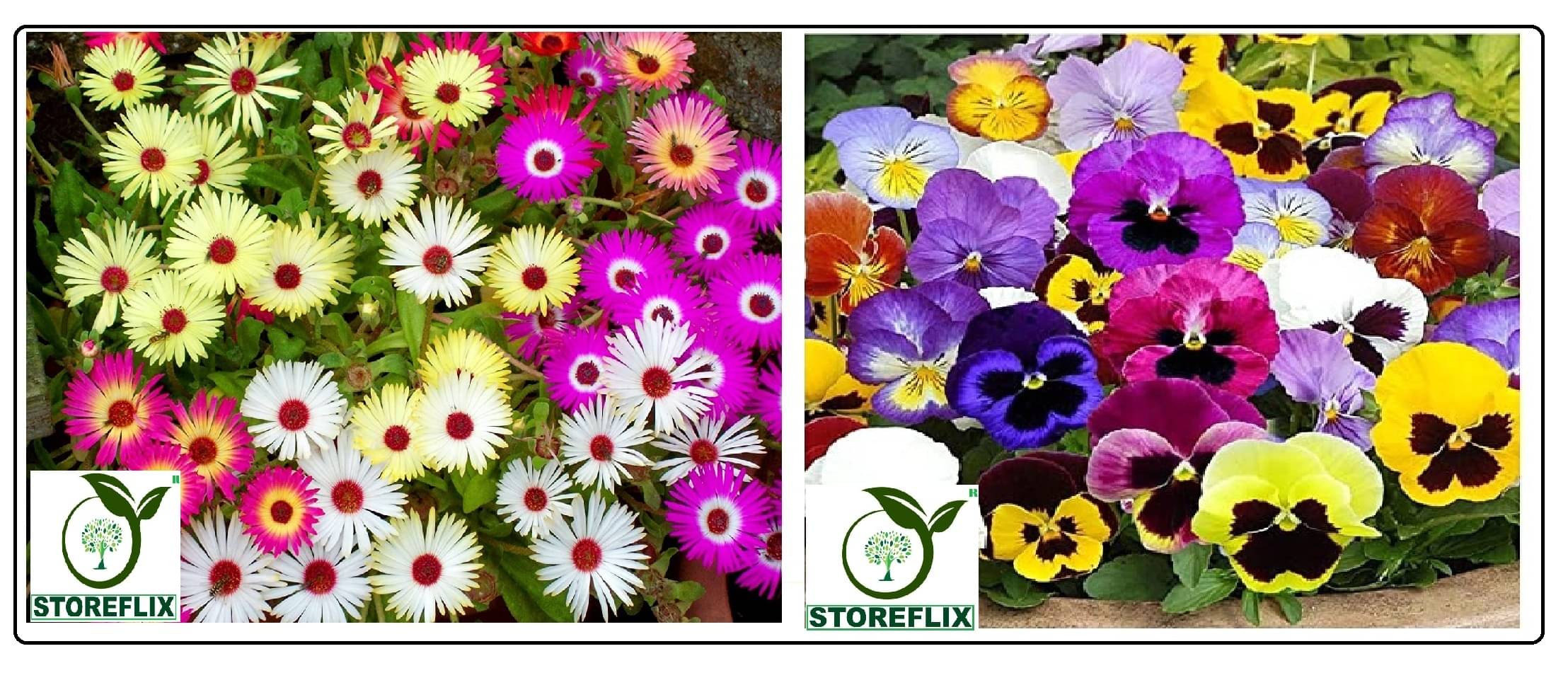     			ice flower 30 seeds and pansy flower 40 seeds pack with free cocopeat and user manual