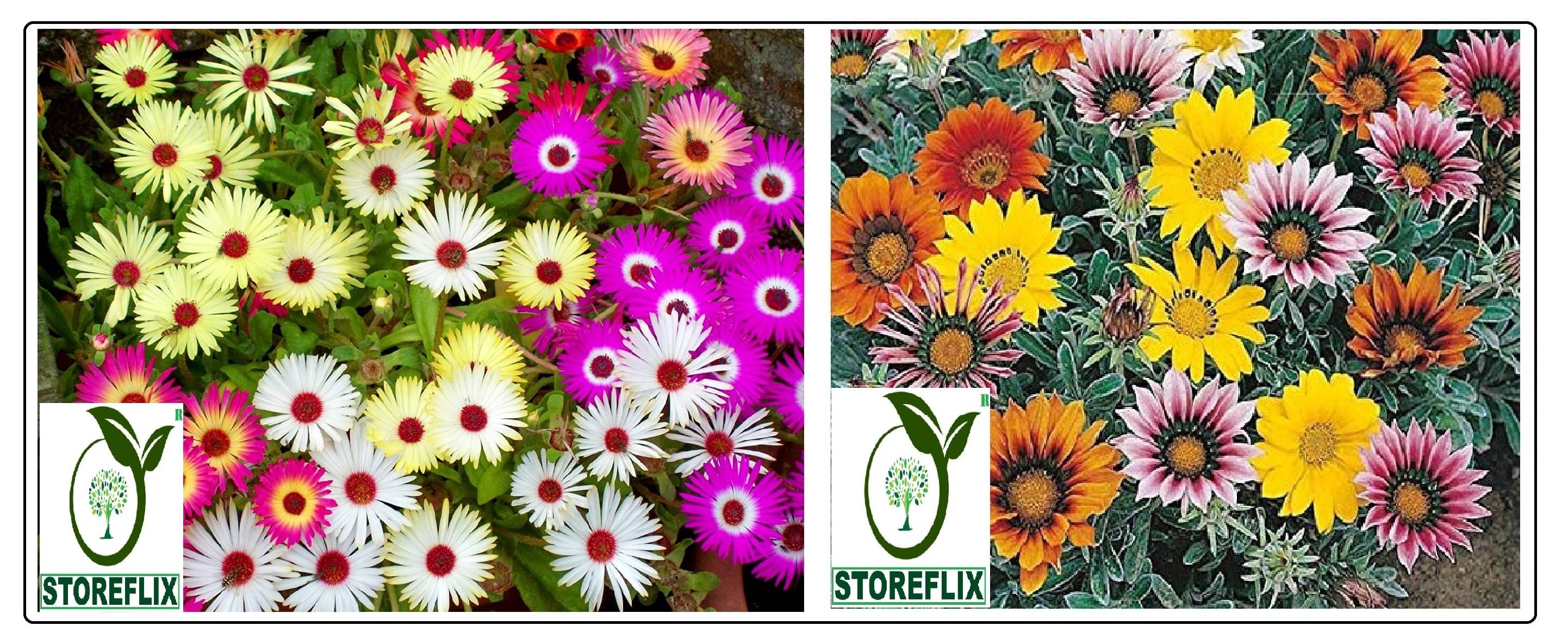     			ice flower 50 seeds and gazania flower 30 seeds pack with free cocopeat and user manual