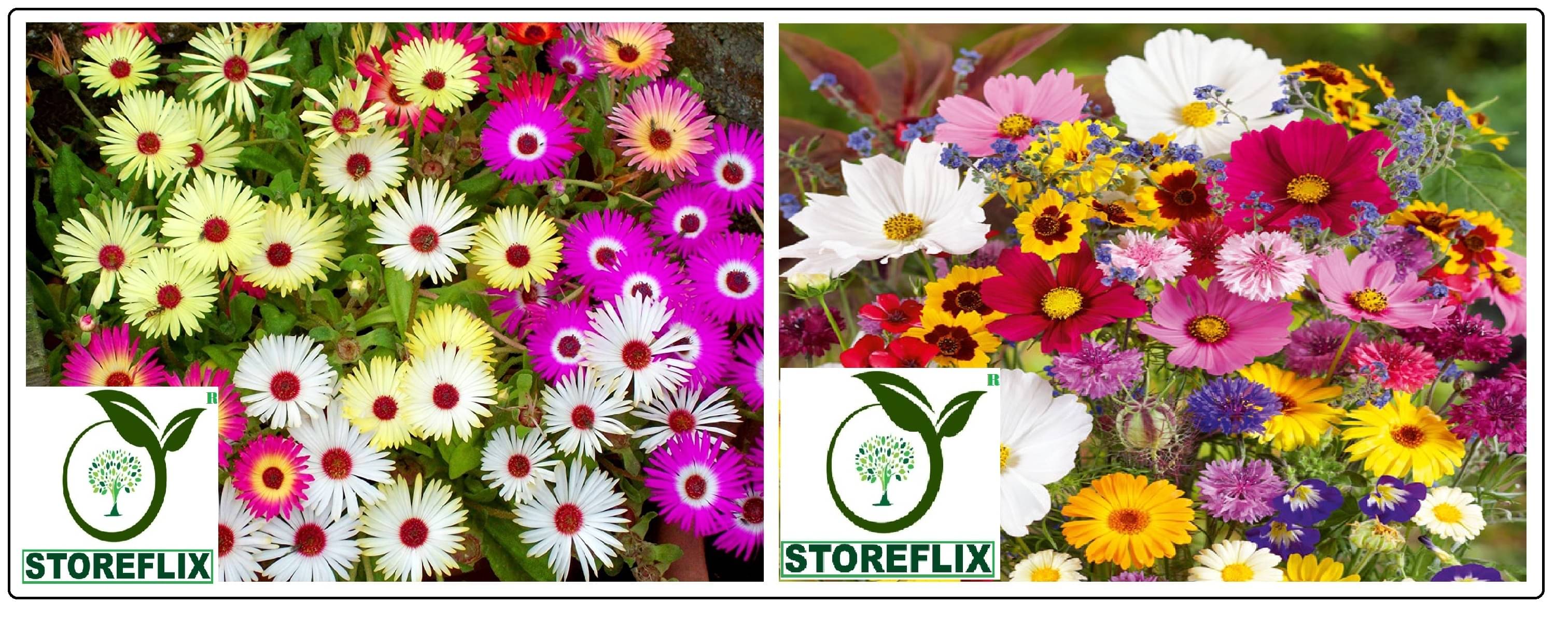 ice flower 50 seeds and portulaca flower 100 seeds pack with free cocopeat and user manual ice flower 50 seeds and portulaca flower 100 seeds pack with free cocopeat and user manual