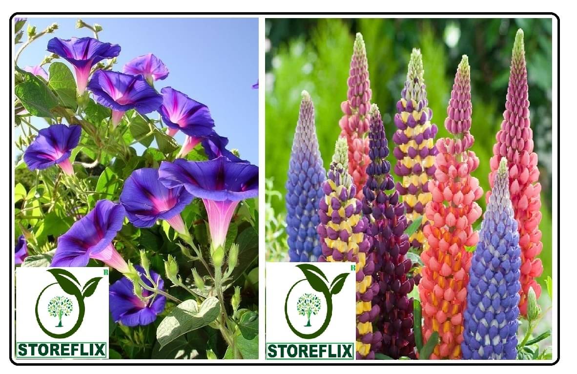     			ipomoea flower 20 seeds and lupin flower 20 seeds pack with free cocopeat and user manual