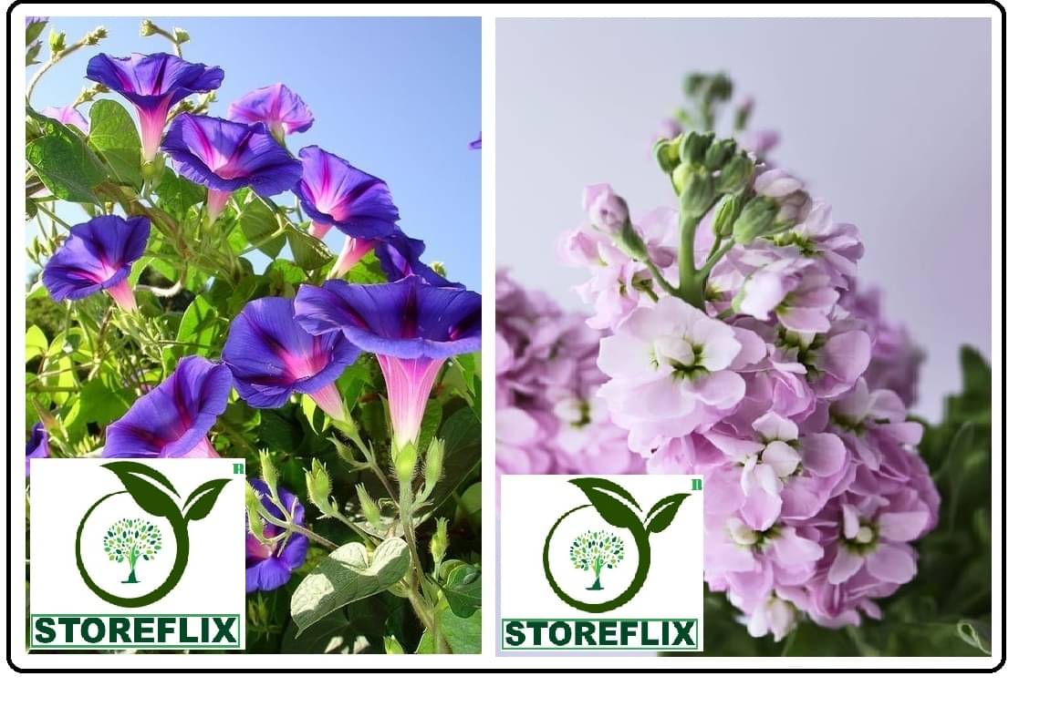     			ipomoea flower 20 seeds and stock flower 30 seeds pack with free cocopeat and user manual