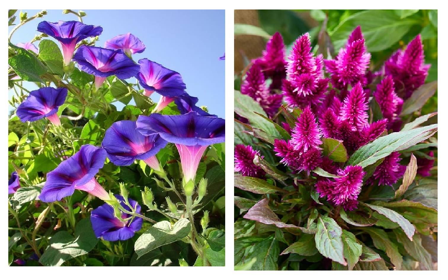 ipomoea flower 20 seeds and celosia flower 100 seeds pack with free cocopeat and user manual ipomoea flower 20 seeds and celosia flower 100 seeds pack with free cocopeat and user manual