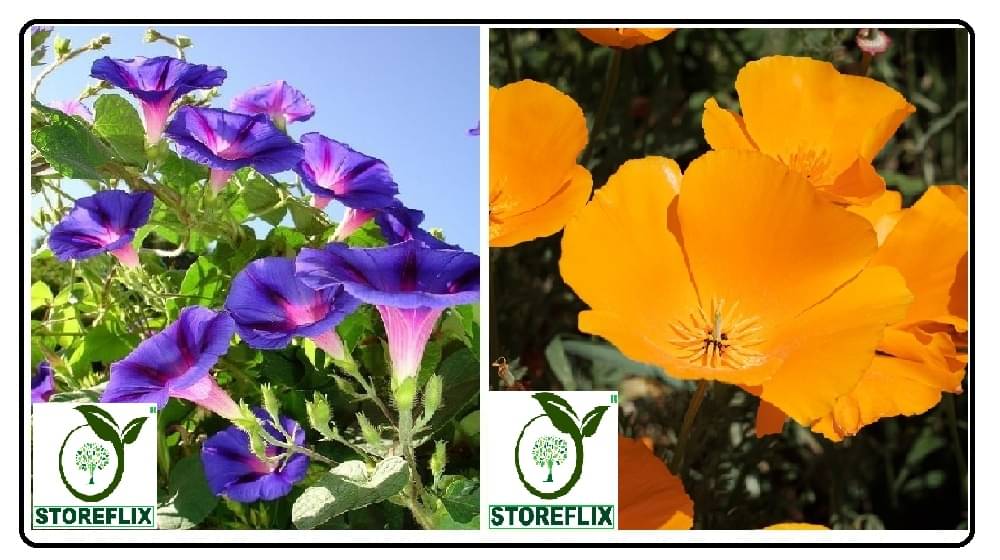     			ipomoea flower 20 seeds and poppy california flower 50 seeds pack with free cocopeat and user manual