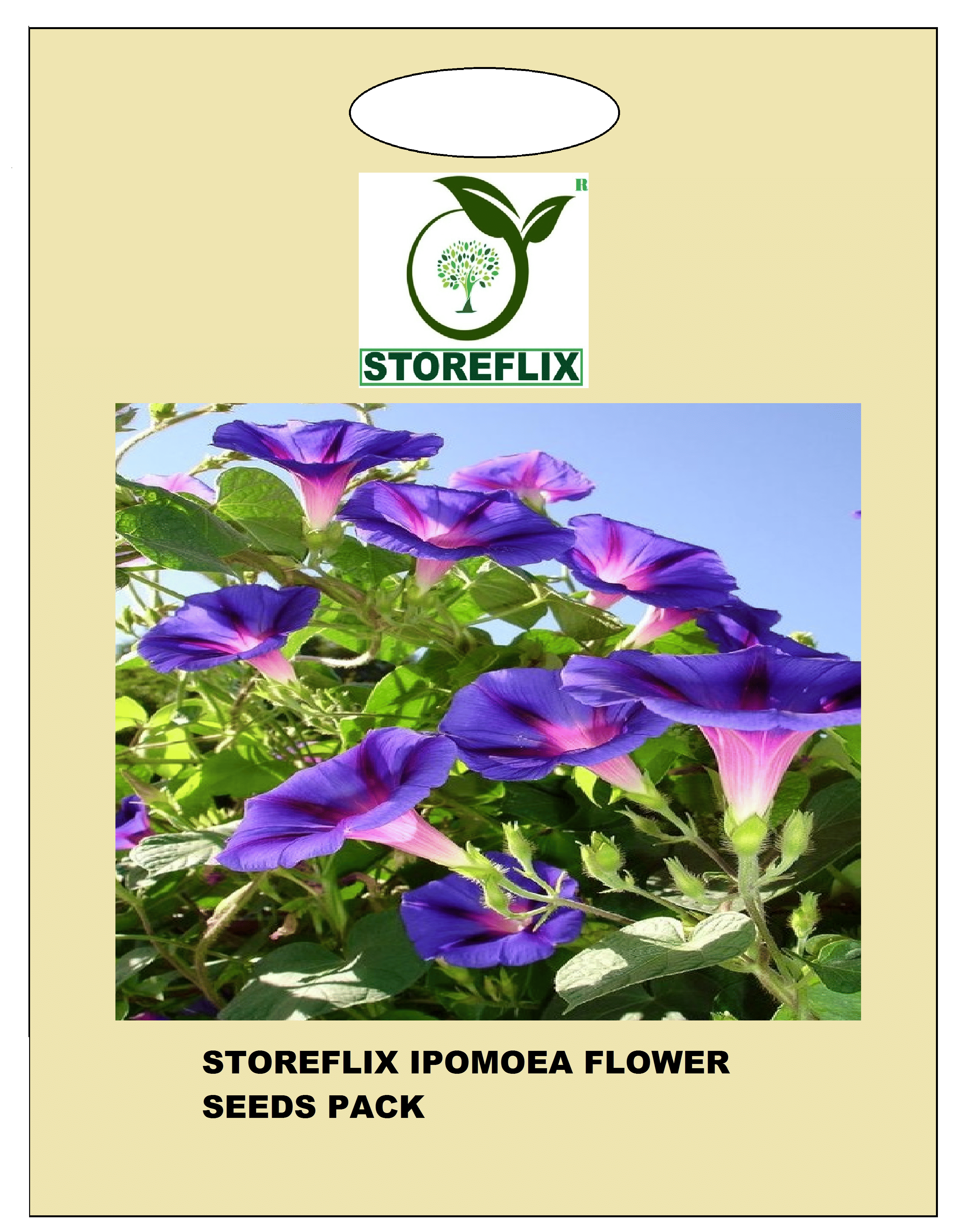     			ipomoea flower 20 seeds pack with free cocopeat and user manual