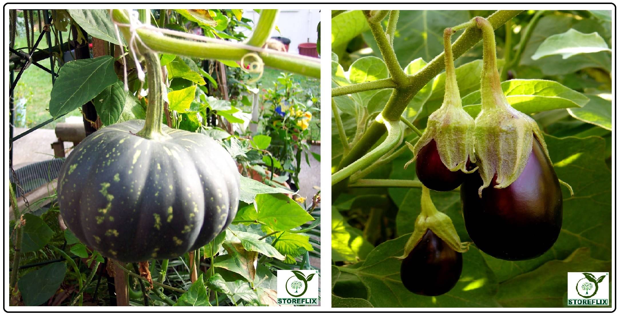     			kaddu 20 seeds and brinjal purple round 100 seeds pack with user manual for home kitchen gradening use