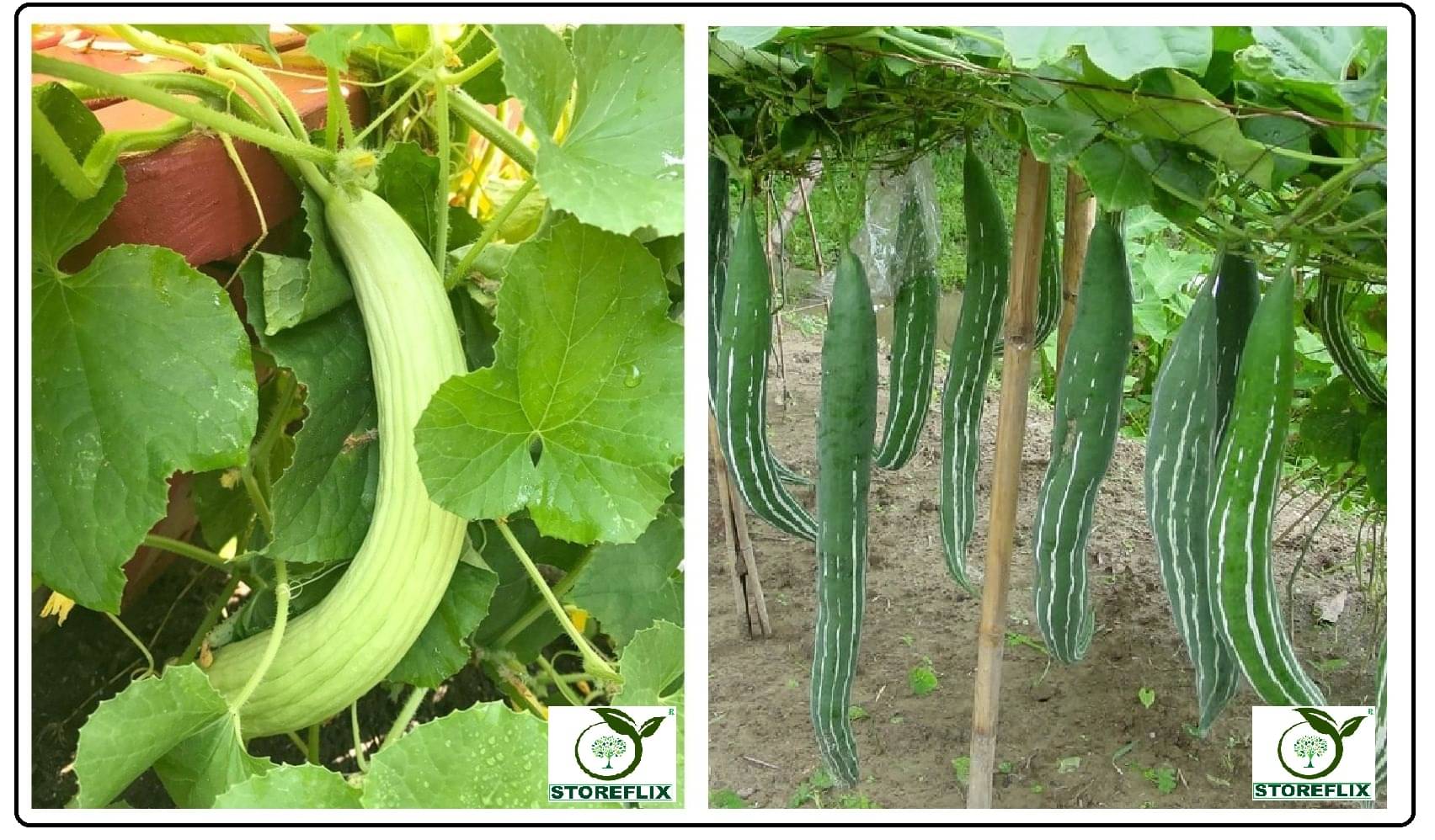 kakri 50 seeds and snake gourd 10 seeds pack with user manual for home kitchen gradening use kakri 50 seeds and snake gourd 10 seeds pack with user manual for home kitchen gradening use