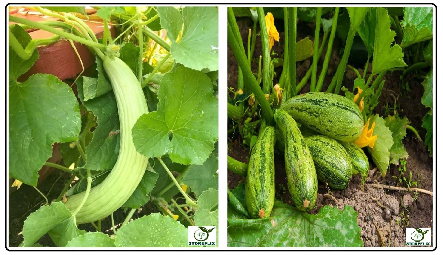 kakri 50 seeds and squash 10 seeds pack with user manual for home kitchen gradening use kakri 50 seeds and squash 10 seeds pack with user manual for home kitchen gradening use