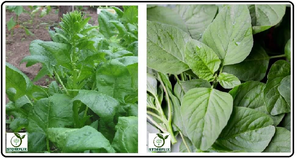     			katili palak 100 seeds and green amaranthus hari chaulai 200 seeds pack with user manual for home kitchen gradening use