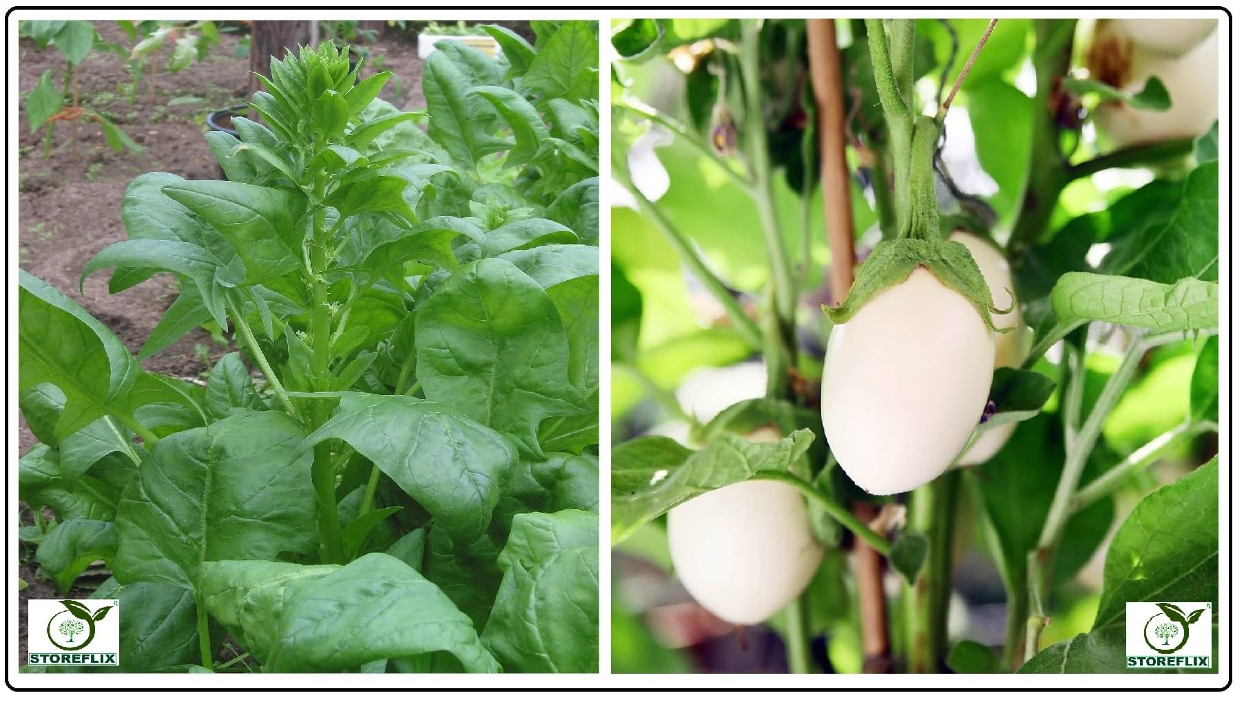 katili palak 100 seeds and brinjal white round 100 seeds pack with user manual for home kitchen gradening use katili palak 100 seeds and brinjal white round 100 seeds pack with user manual for home kitchen gradening use