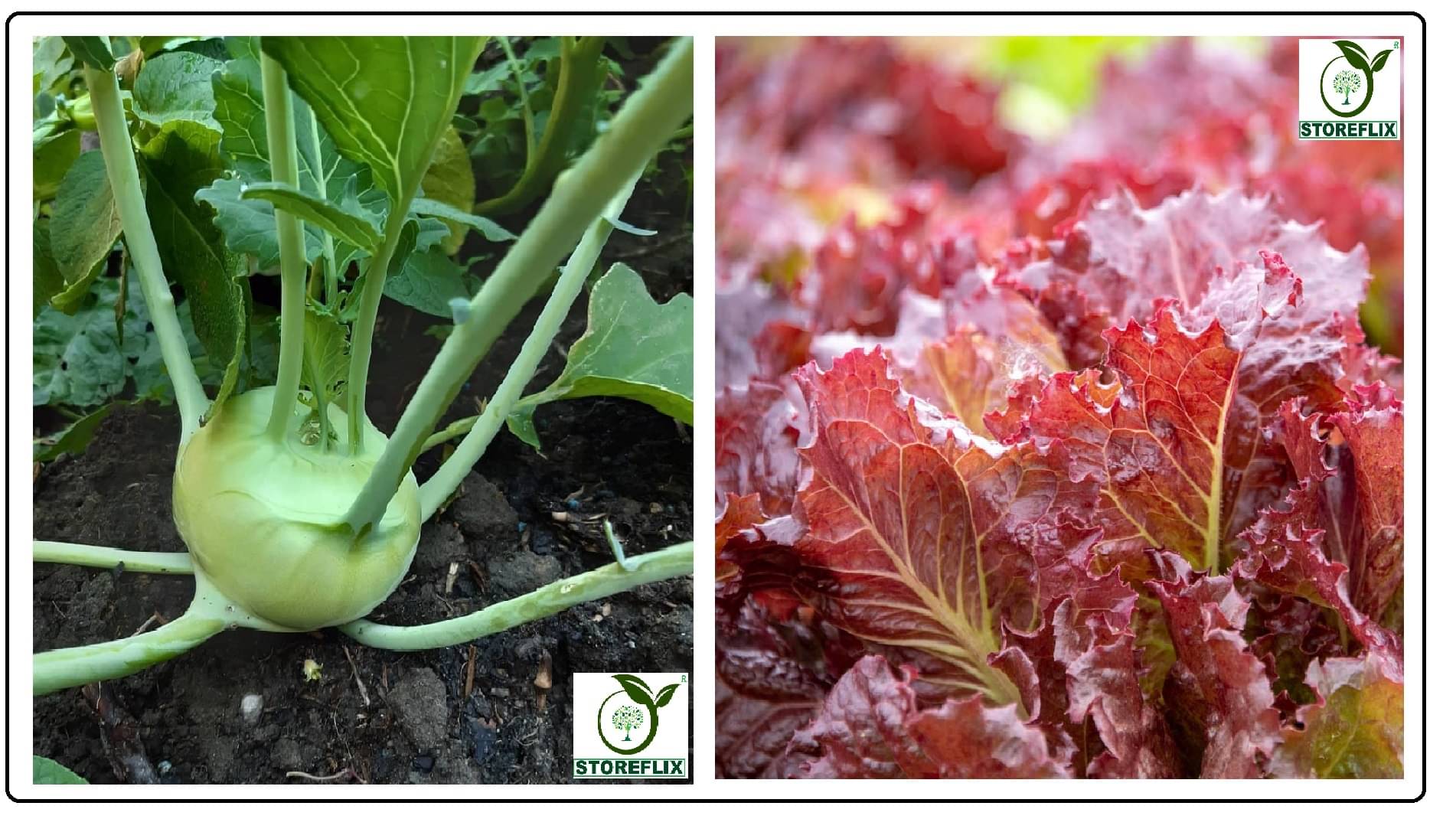 knol khol 50 seeds and red lettuce 100 seeds pack with user manual for home kitchen gradening use knol khol 50 seeds and red lettuce 100 seeds pack with user manual for home kitchen gradening use