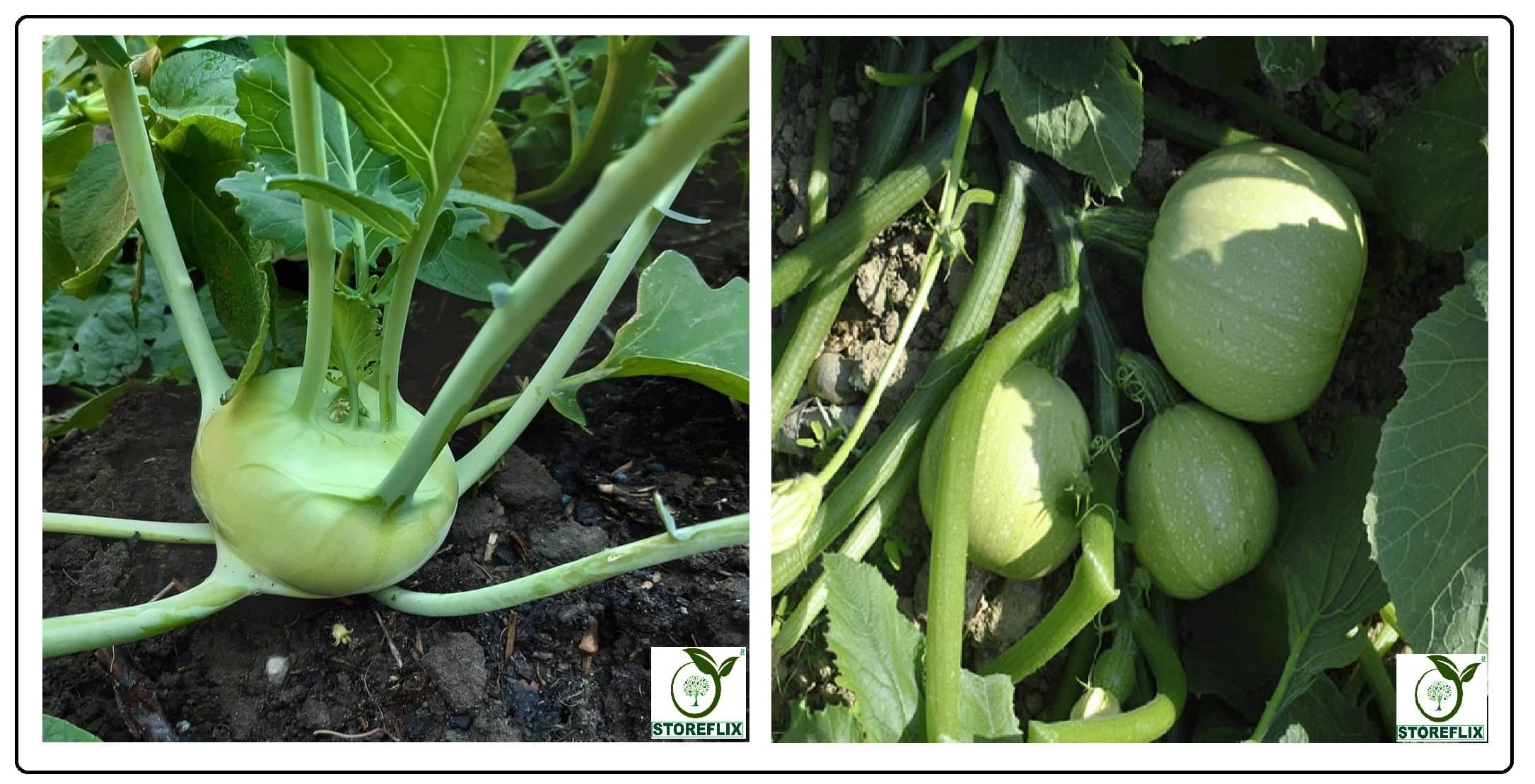 knol khol 50 seeds and squsah round 10 seeds pack with user manual for home kitchen gradening use knol khol 50 seeds and squsah round 10 seeds pack with user manual for home kitchen gradening use