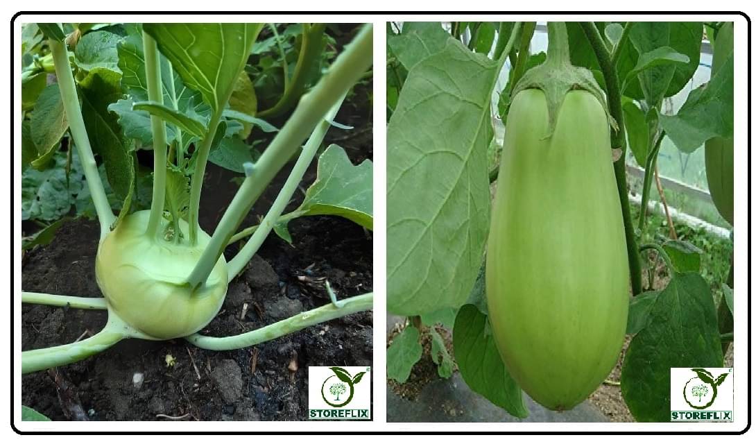 knol khol 50 seeds and brinjal green round 100 seeds pack with user manual for home kitchen gradening use knol khol 50 seeds and brinjal green round 100 seeds pack with user manual for home kitchen gradening use
