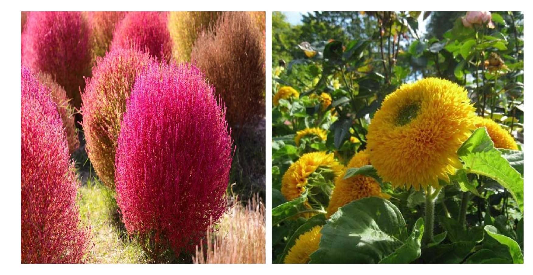 kochia flower 50 seeds and sungold flower 15 seeds pack with free cocopeat and user manual     			kochia flower 50 seeds and sungold flower 15 seeds pack with free cocopeat and user manual