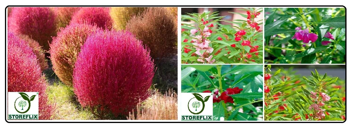 kochia flower 50 seeds and balsam flower 30 seeds pack with free cocopeat and user manual kochia flower 50 seeds and balsam flower 30 seeds pack with free cocopeat and user manual
