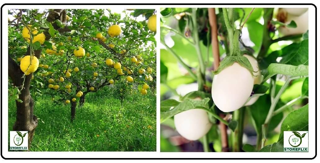 lemon 20 seeds and brinjal white round 100 seeds pack with user manual for home kitchen gradening use lemon 20 seeds and brinjal white round 100 seeds pack with user manual for home kitchen gradening use