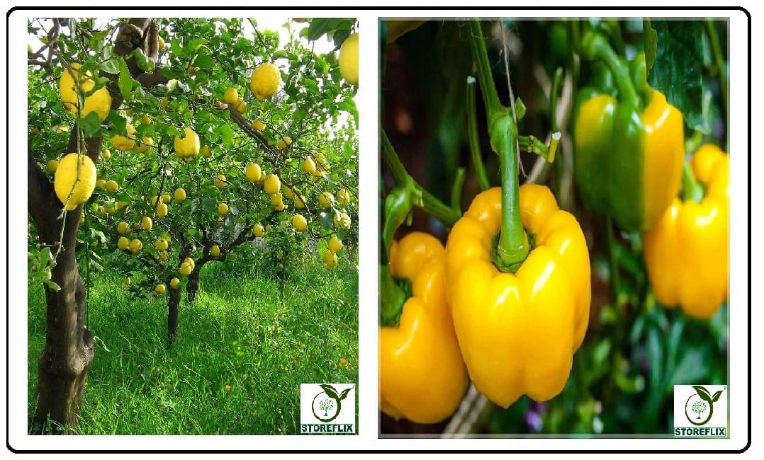 lemon 20 seeds and capsicum yellow 50 seeds pack with user manual for home kitchen gradening use lemon 20 seeds and capsicum yellow 50 seeds pack with user manual for home kitchen gradening use