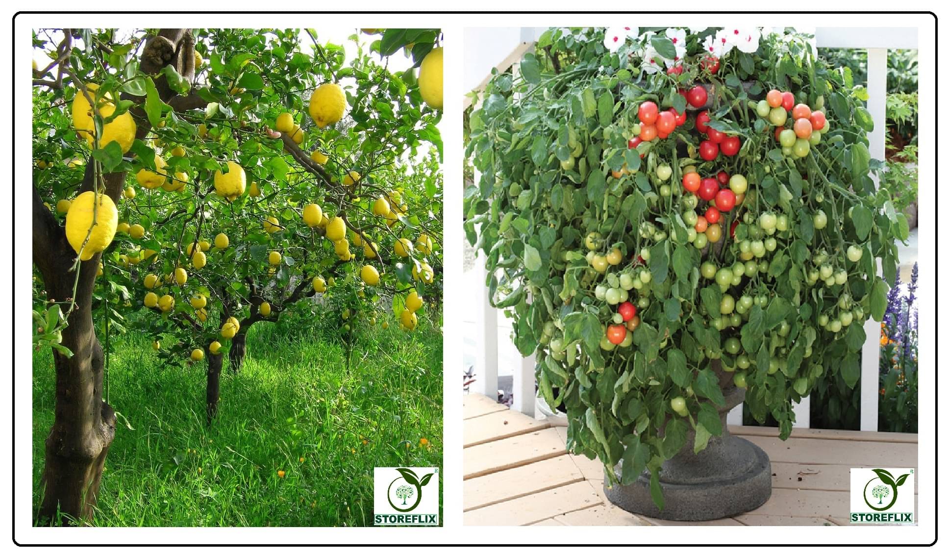 lemon 20 seeds and cherry tomato 100 seeds pack with user manual for home kitchen gradening use lemon 20 seeds and cherry tomato 100 seeds pack with user manual for home kitchen gradening use