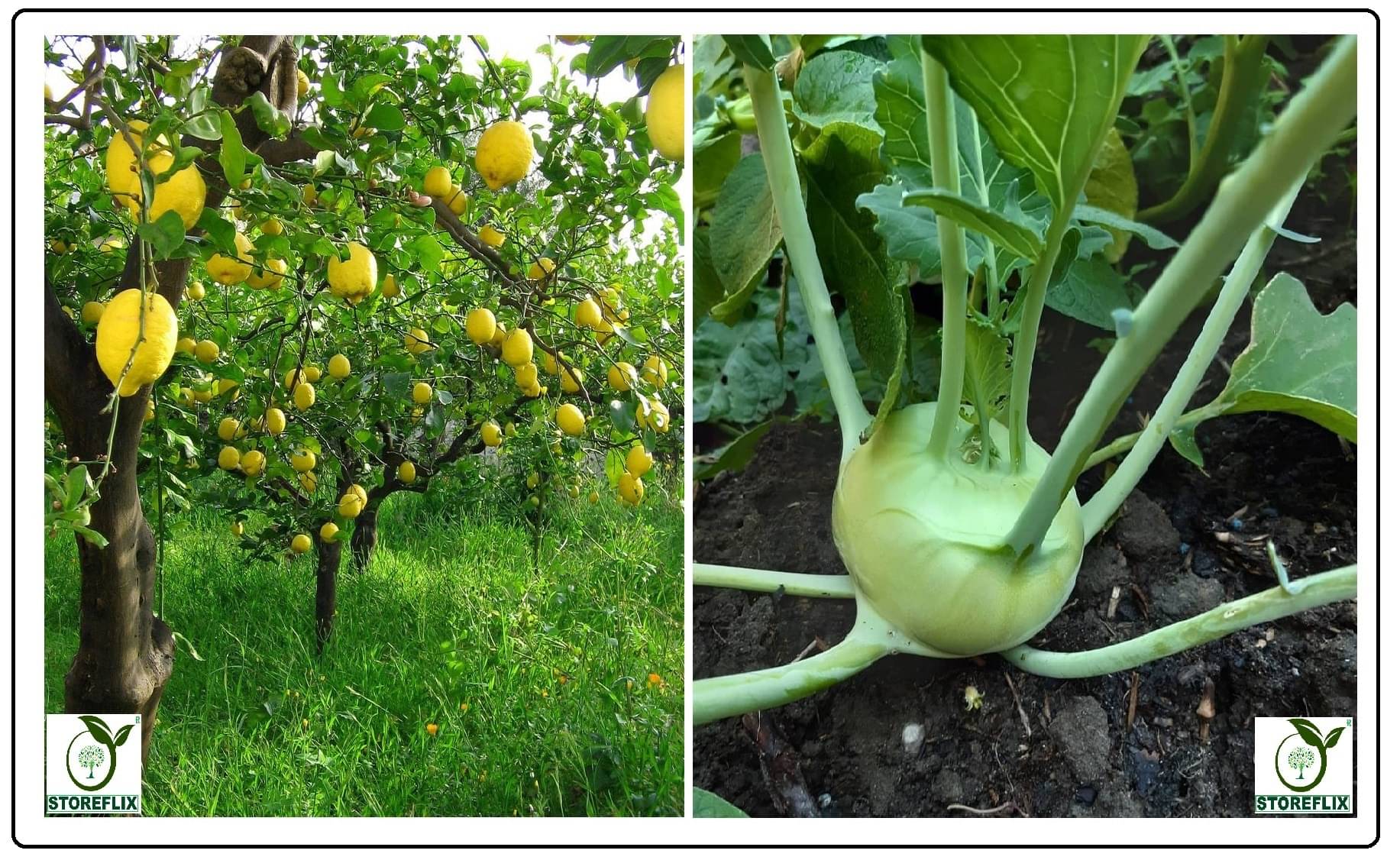 lemon 20 seeds and knol khol 50 seeds pack with user manual for home kitchen gradening use lemon 20 seeds and knol khol 50 seeds pack with user manual for home kitchen gradening use