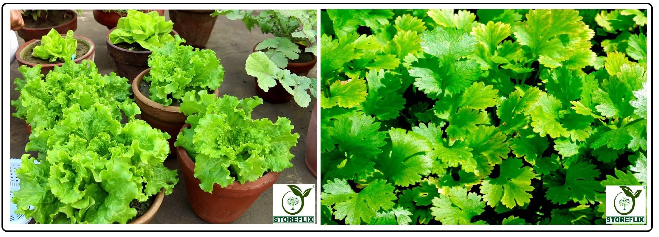     			lettuce green 100 seeds and coriander (dhaniya) 50 seeds pack with user manual for home kitchen gradening use