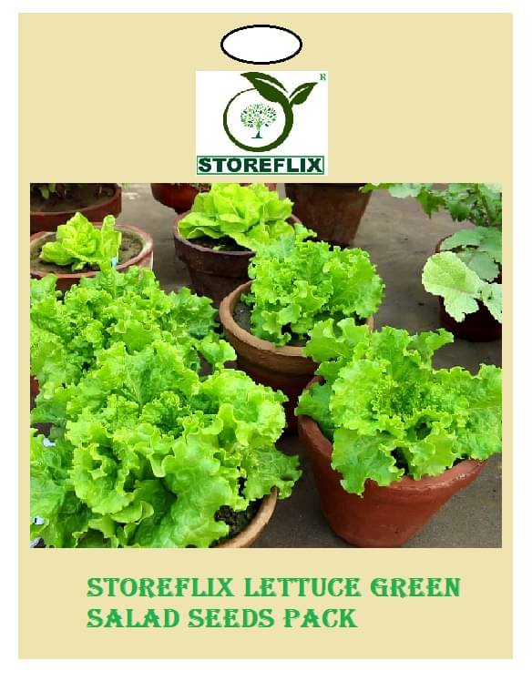     			lettuce green 100 seeds pack with user manual for home kitchen gradening use