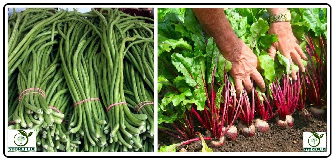 lobiya 20 seeds and beetroot 100 seeds pack with user manual for home kitchen gradening use lobiya 20 seeds and beetroot 100 seeds pack with user manual for home kitchen gradening use
