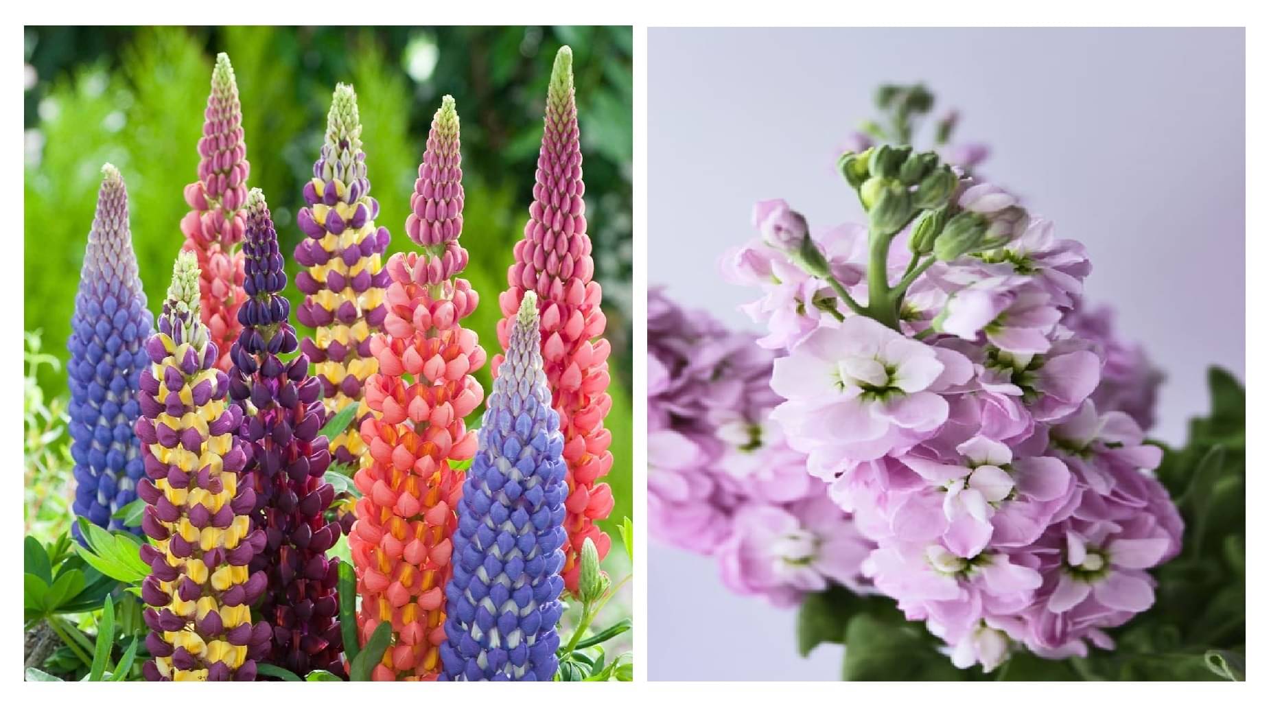 lupin flower 20 seeds and stock flower 30 seeds pack with free cocopeat and user manual lupin flower 20 seeds and stock flower 30 seeds pack with free cocopeat and user manual