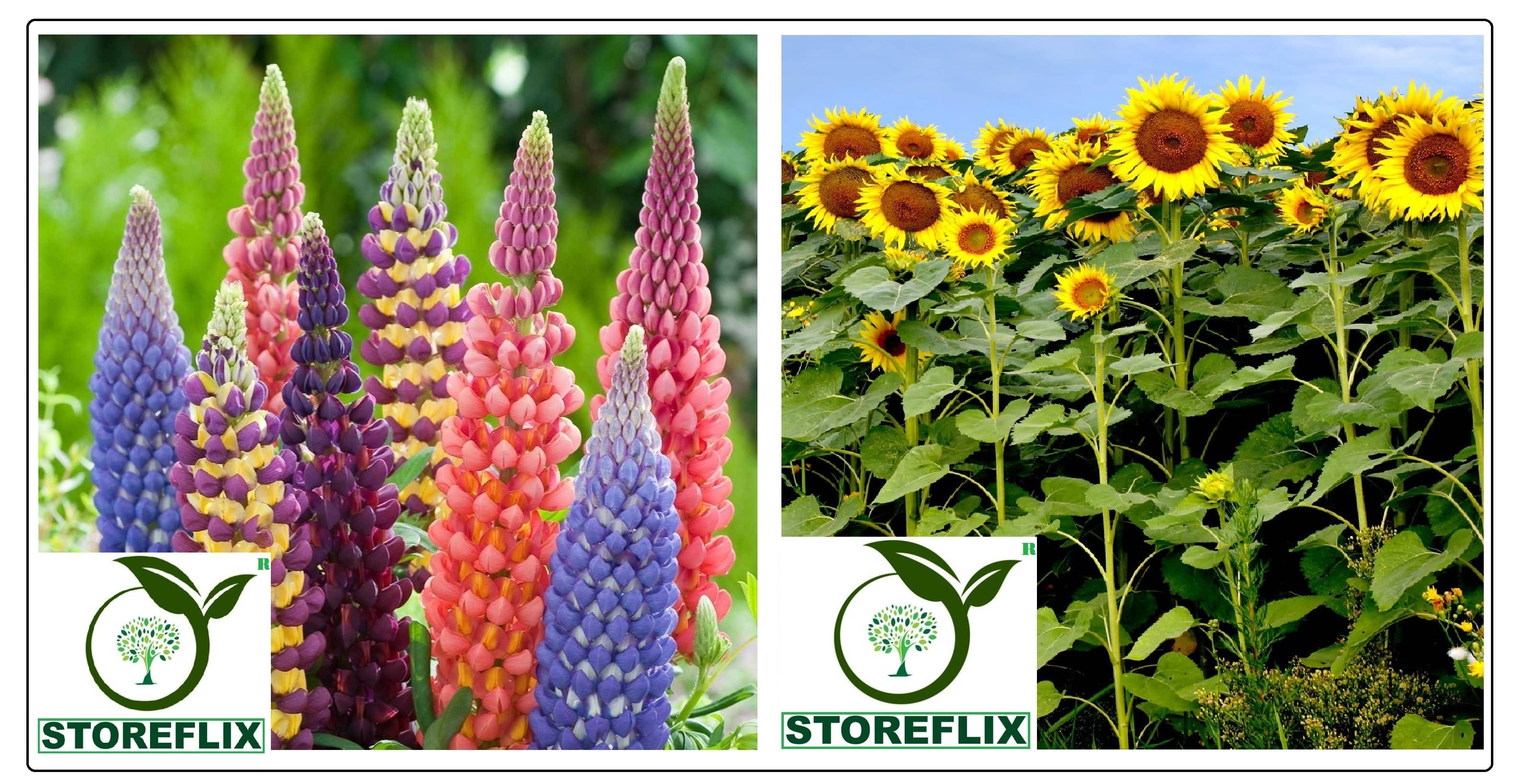 lupin flower 20 seeds and sunflower medium 10 seeds pack with free cocopeat and user manual lupin flower 20 seeds and sunflower medium 10 seeds pack with free cocopeat and user manual