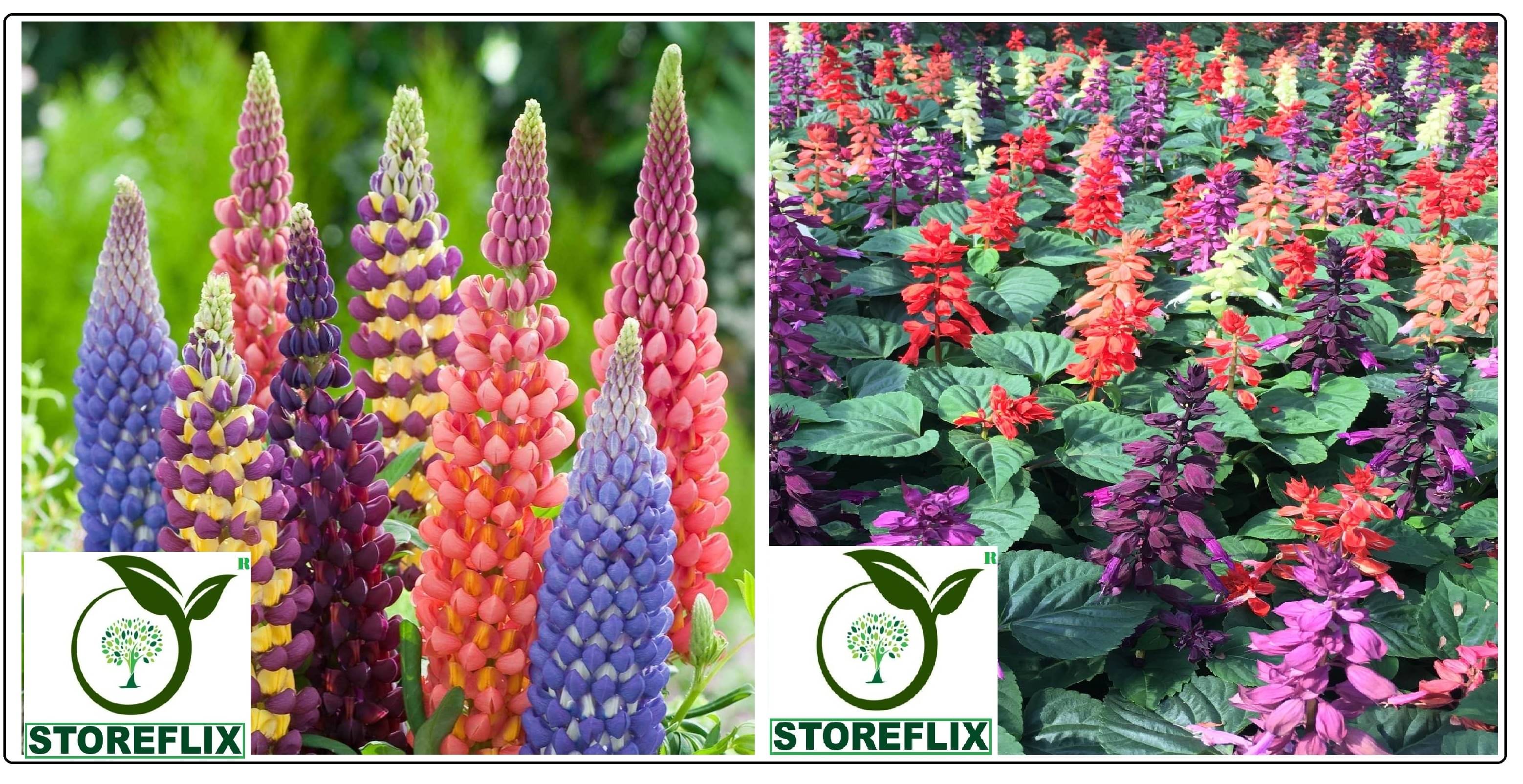 lupin flower 20 seeds and saulvia flower 30 seeds pack with free cocopeat and user manual lupin flower 20 seeds and saulvia flower 30 seeds pack with free cocopeat and user manual