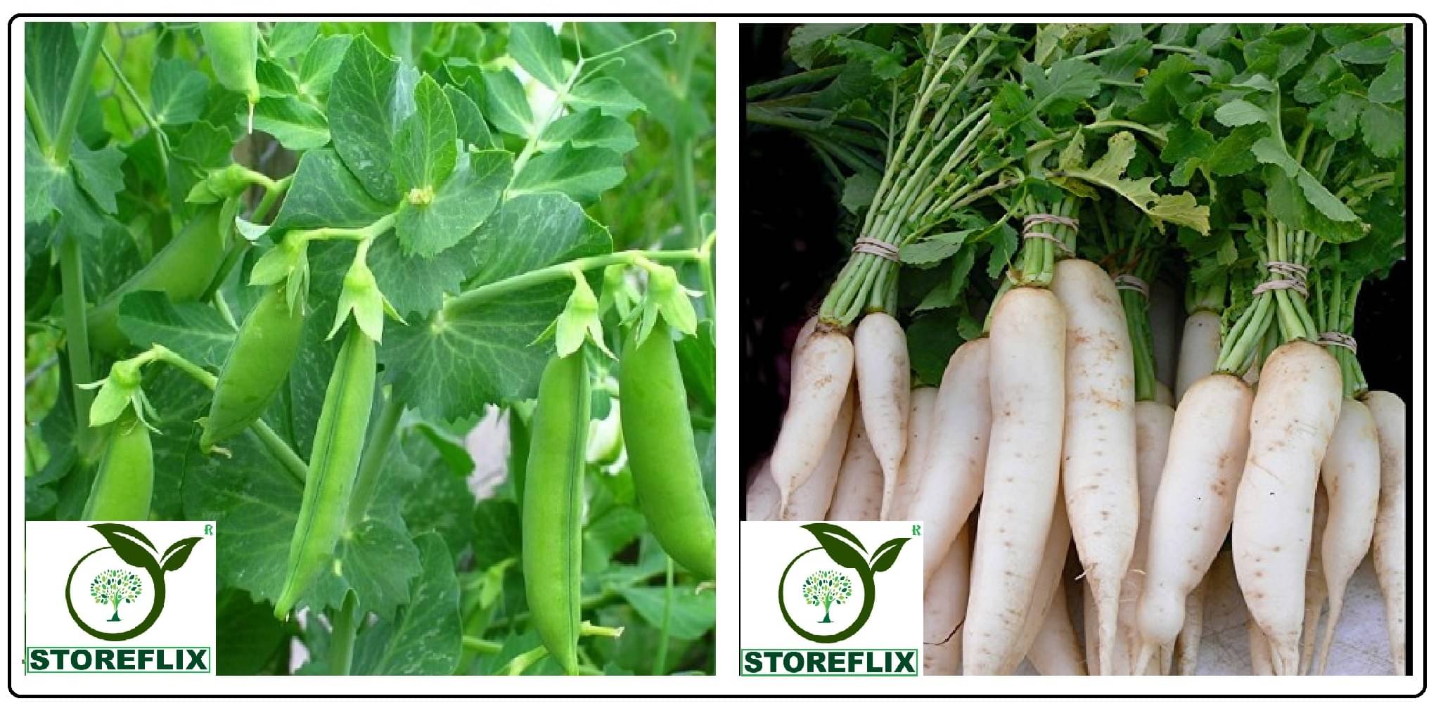 mater 25 seeds and white radish (muli) 50 seeds pack with user manual for home kitchen gradening use mater 25 seeds and white radish (muli) 50 seeds pack with user manual for home kitchen gradening use