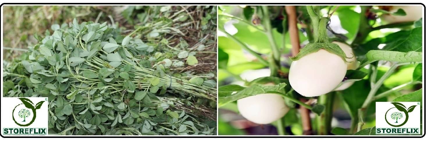 methi 150 seeds and brinjal white round 100 seeds pack with user manual for home kitchen gradening use methi 150 seeds and brinjal white round 100 seeds pack with user manual for home kitchen gradening use