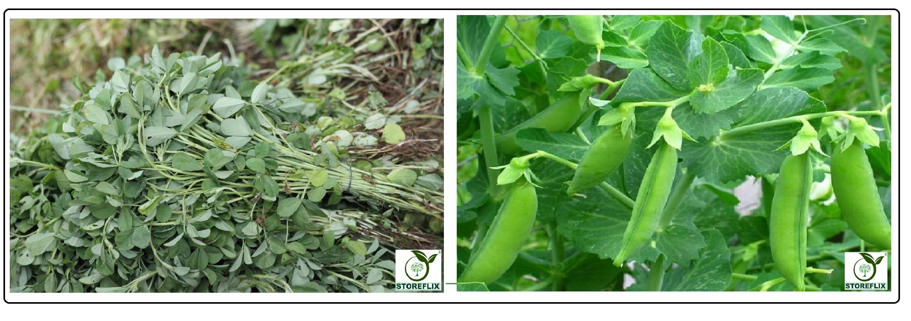 methi 150 seeds and matar 25 seeds pack with user manual for home kitchen gradening use methi 150 seeds and matar 25 seeds pack with user manual for home kitchen gradening use