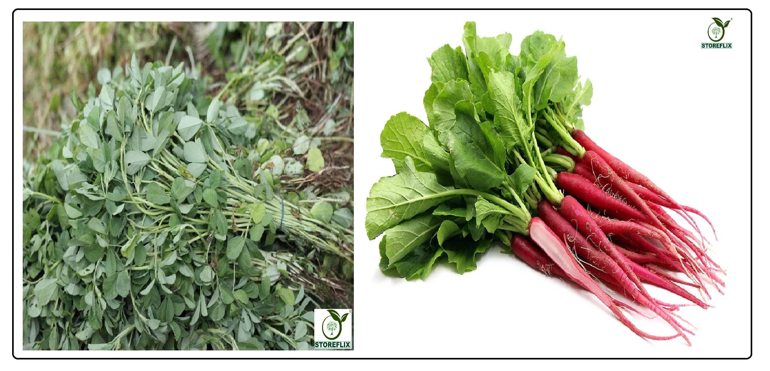 methi 150 seeds and red radish (laal muli) 50 seeds pack with user manual for home kitchen gradening use methi 150 seeds and red radish (laal muli) 50 seeds pack with user manual for home kitchen gradening use