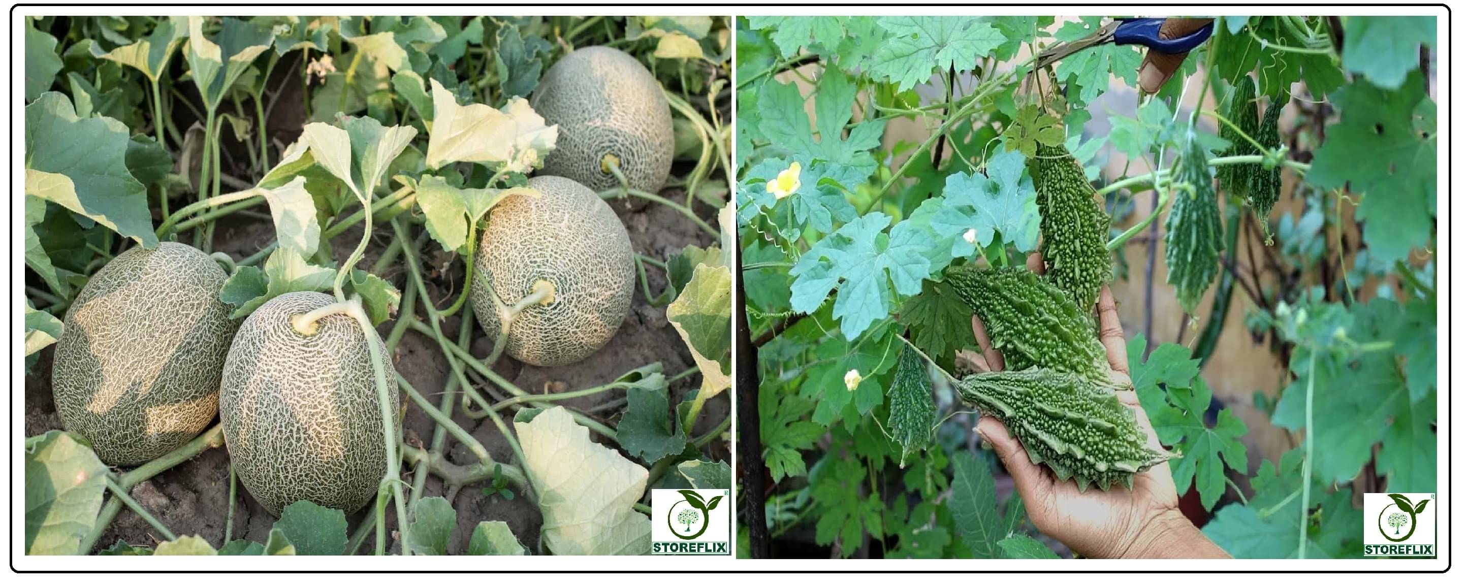 musk melon 25 seeds and bitter gourd 25 seeds pack with user manual for home kitchen gradening use musk melon 25 seeds and bitter gourd 25 seeds pack with user manual for home kitchen gradening use