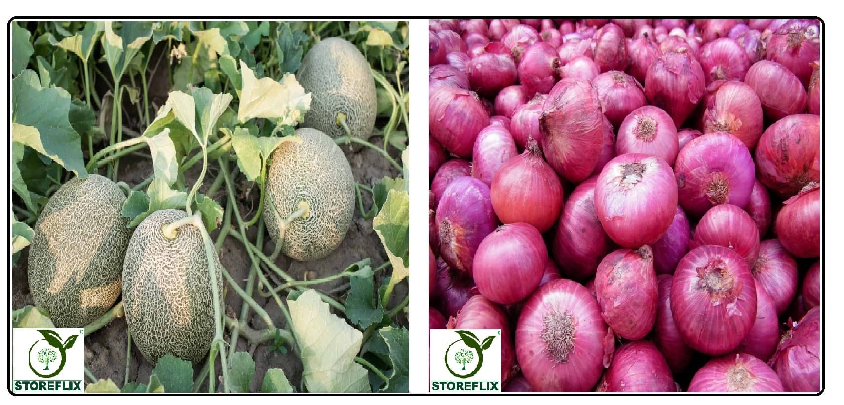 musk melon 25 seeds and onnion red 200 seeds pack with user manual for home kitchen gradening use musk melon 25 seeds and onnion red 200 seeds pack with user manual for home kitchen gradening use