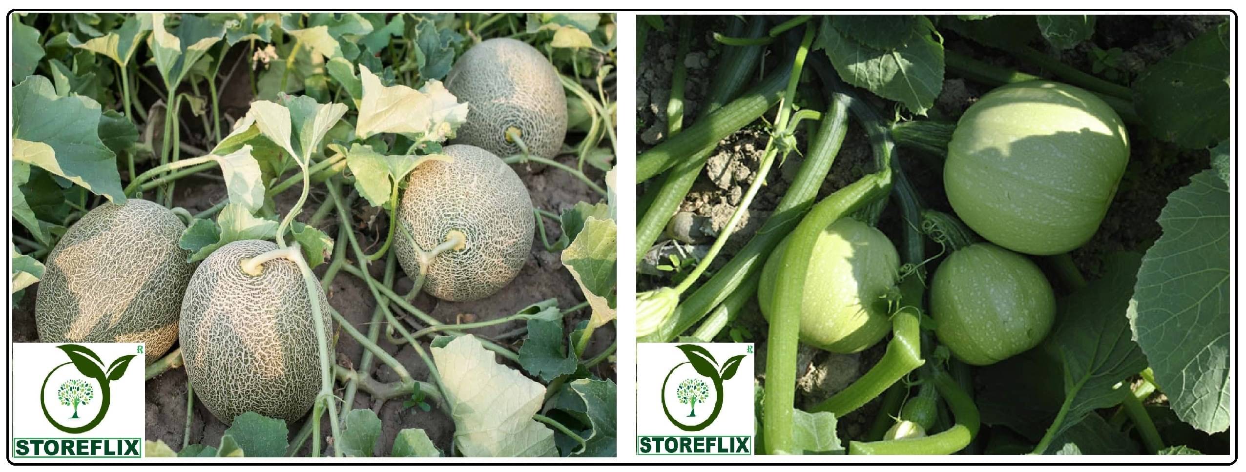 musk melon 25 seeds and squash round 10 seeds pack with user manual for home kitchen gradening use musk melon 25 seeds and squash round 10 seeds pack with user manual for home kitchen gradening use