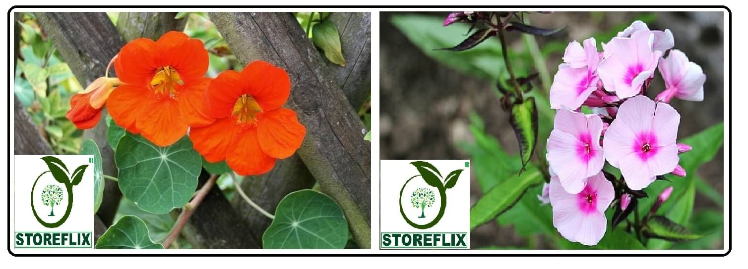 nasturtium flower 10 seeds and phlox flower 30 seeds pack with free cocopeat and user manual nasturtium flower 10 seeds and phlox flower 30 seeds pack with free cocopeat and user manual