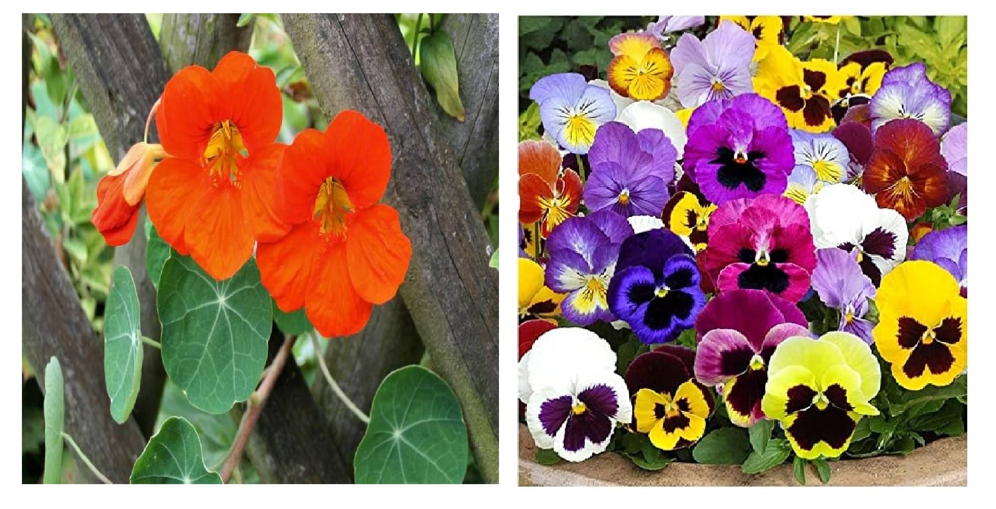     			nasturtium flower 10 seeds and pansy flower 40 seeds pack with free cocopeat and user manual