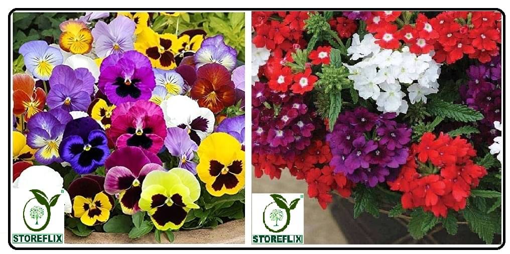    			pansy flower 40 seeds and verbena flower 50 seeds pack with free cocopeat and user manual