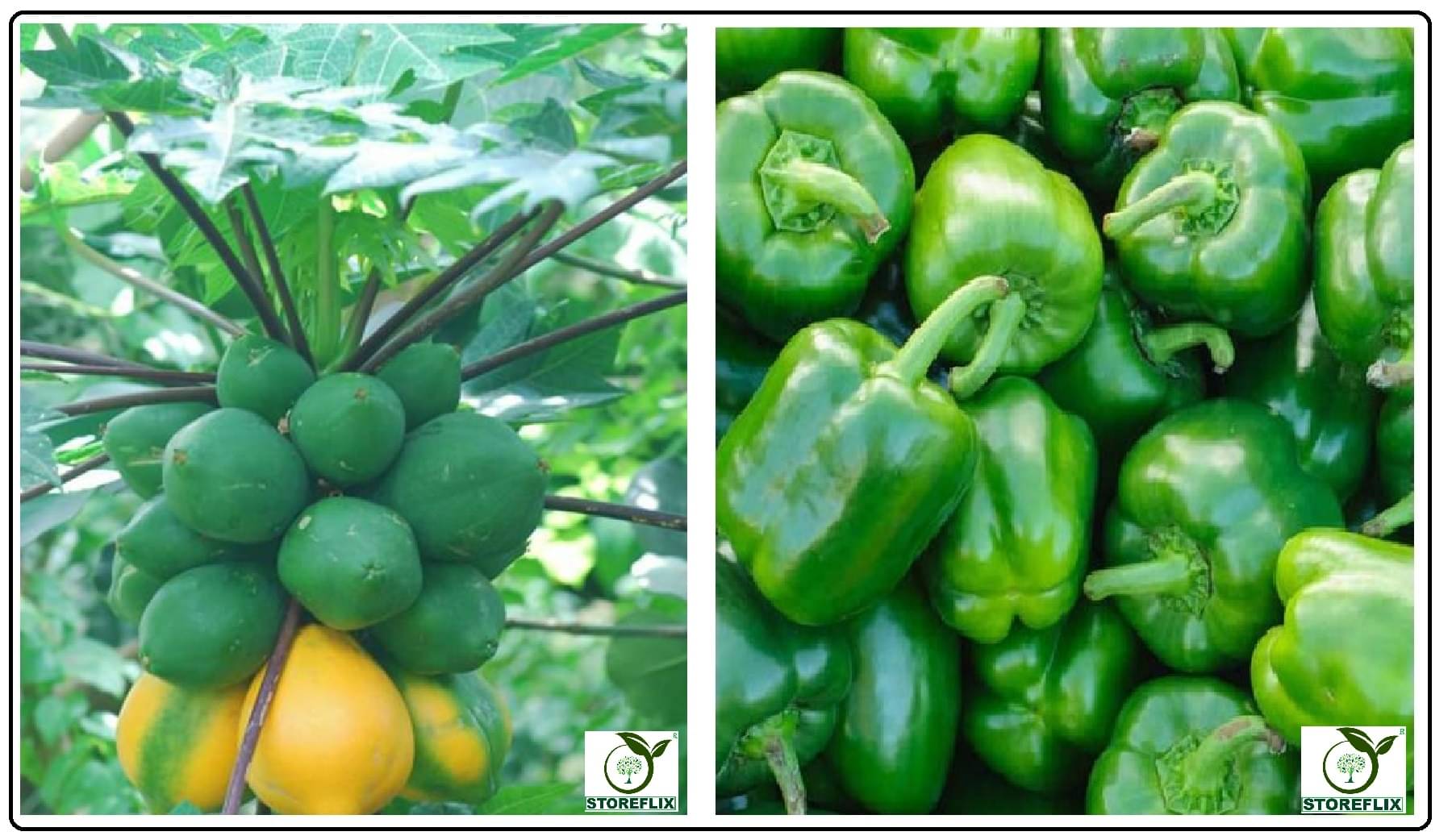 papaya 50 seeds and capsicum green 50 seeds pack with user manual for home kitchen gradening use papaya 50 seeds and capsicum green 50 seeds pack with user manual for home kitchen gradening use