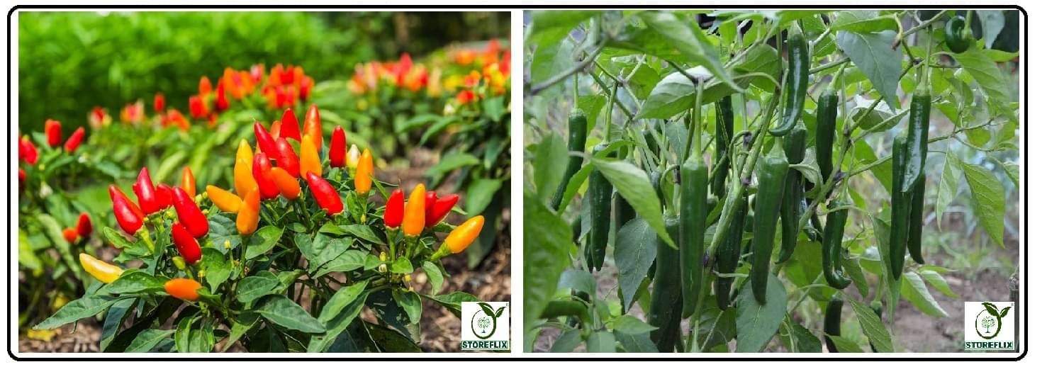     			pepper chilli 50 seeds and green chilli 50 seeds pack with user manual for home kitchen gradening use