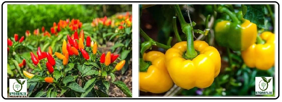 pepper chilli 50 seeds and capsicum yellow 50 seeds pack with user manual for home kitchen gradening use pepper chilli 50 seeds and capsicum yellow 50 seeds pack with user manual for home kitchen gradening use