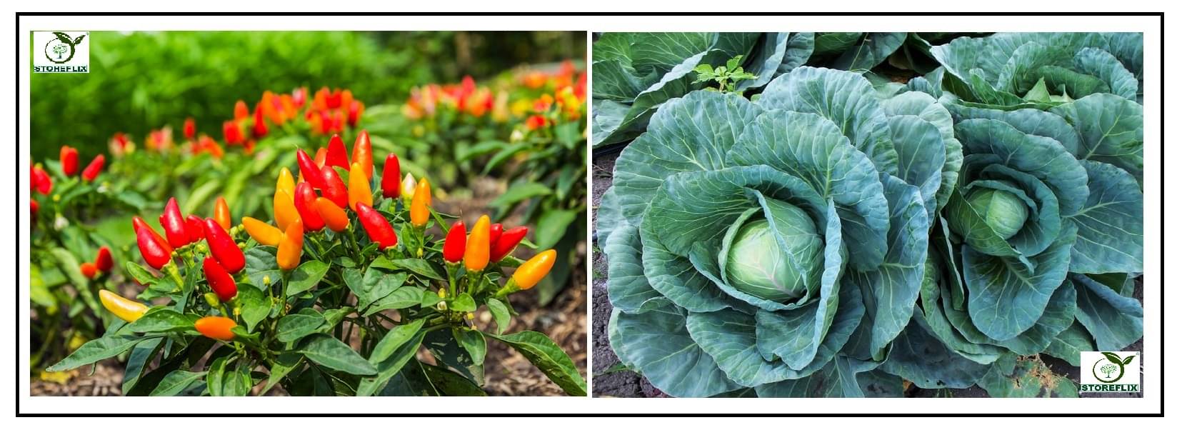 pepper chilli 50 seeds and cabbage 100 seeds pack with user manual for home kitchen gradening use pepper chilli 50 seeds and cabbage 100 seeds pack with user manual for home kitchen gradening use